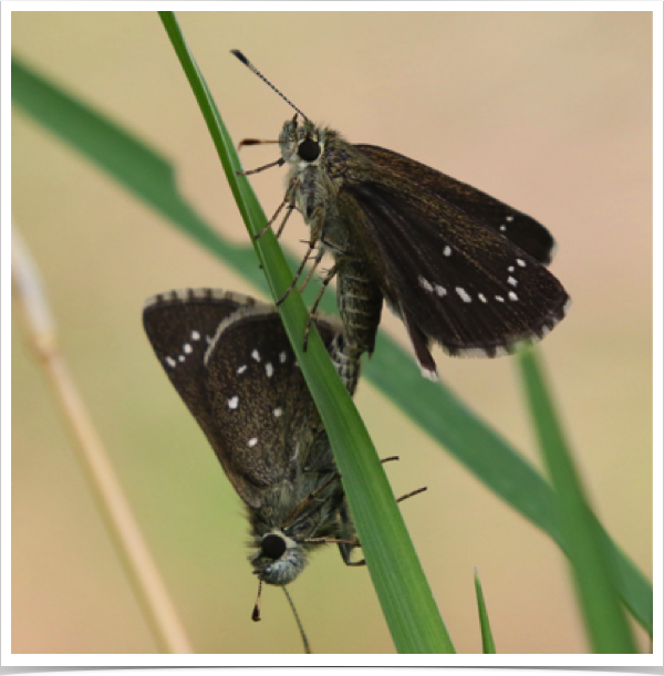 Elissa Roadside-Skipper mating pair